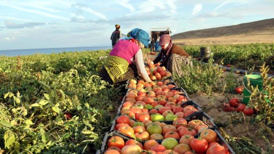 تقرير بريطاني حول الأمن الغذائي يسلط الضوء على العلاقات الفلاحية مع المغرب