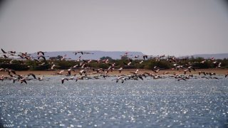 طيور النحام الوردي تحط الرحال من جديد في مرزوكة