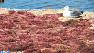 استزراع الطحالب البحرية تجربة بيئية تعزز التنمية المستدامة