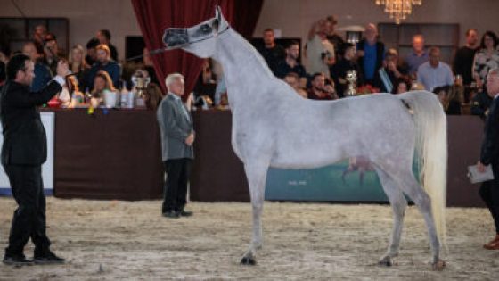 الرباط.. الاحتفاء بالخيول العربية الأصيلة خلال كأس الإمارات العالمية لجمال الخيول العربية