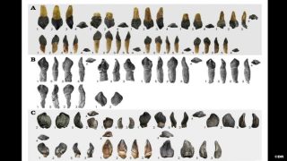 بولمان.. اكتشاف نادر لأسنان ديناصورات عملاقة يعود عمرها لـ166 مليون سنة