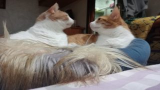 القطط.. من حيوانات أليفة إلى أيقونات رقمية تنافس المؤثرين