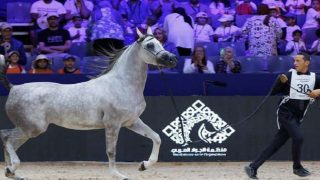 الحصان نِهاد بوزنيقة والفرس ذروة بوزنيقة يفوزان بالميدالية الذهبية برسم كأس مربي الخيول العربية الأصيلة بالمغرب